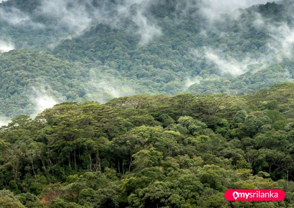   Sinharaja vergin rain forest 