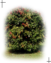 tree1.jpg