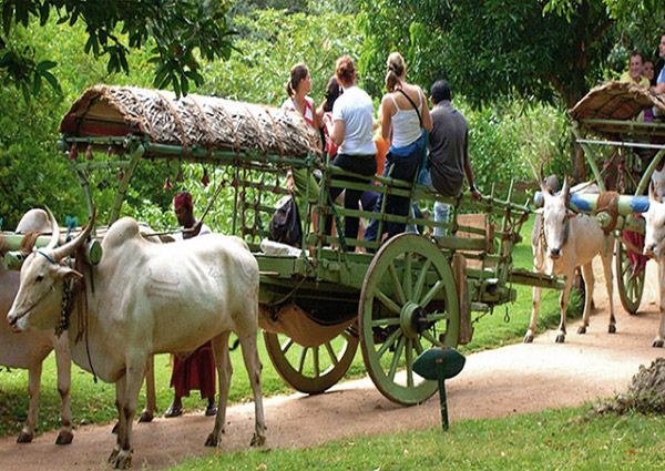 Bullock cart ride