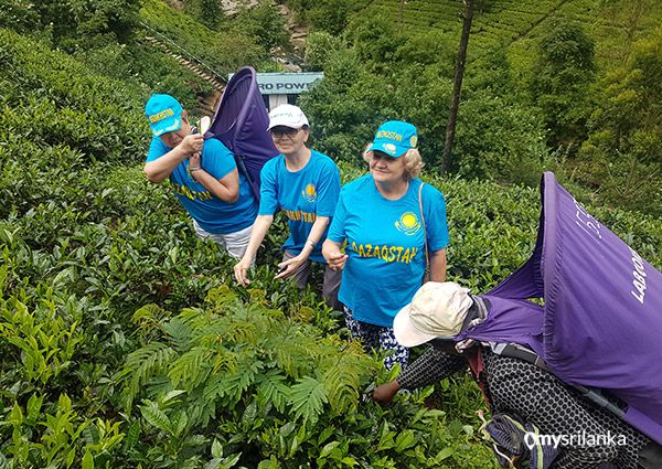 Tea Plucking